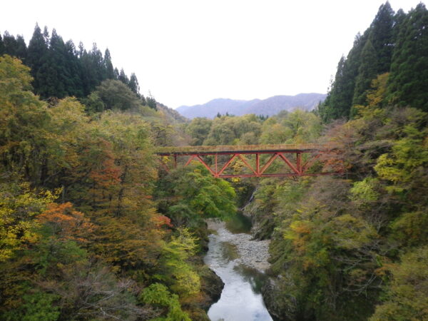 「玉川渓谷 新田橋」紅葉情報（11/8）