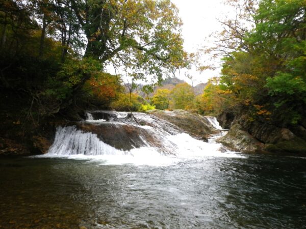 東部地区　紅葉情報（11/1）