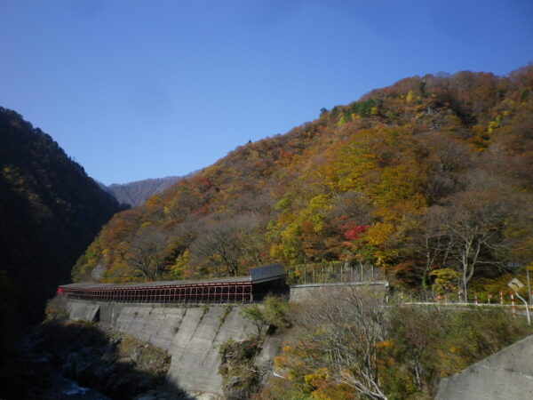 「赤芝峡」紅葉情報（11/14）