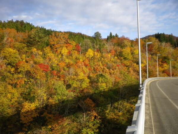 「東部地区」 紅葉情報（11/11）