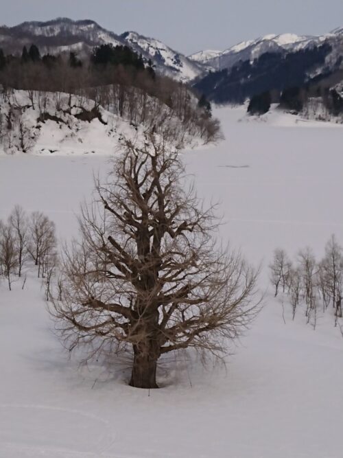 東部地区 雪景色(3/12)