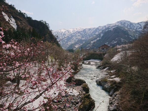桜情報　梅花皮荘周辺（4/26）